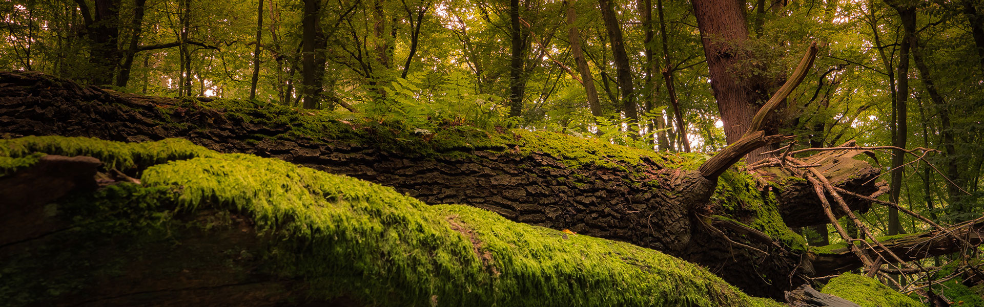 Symbolfoto Linnich linnich